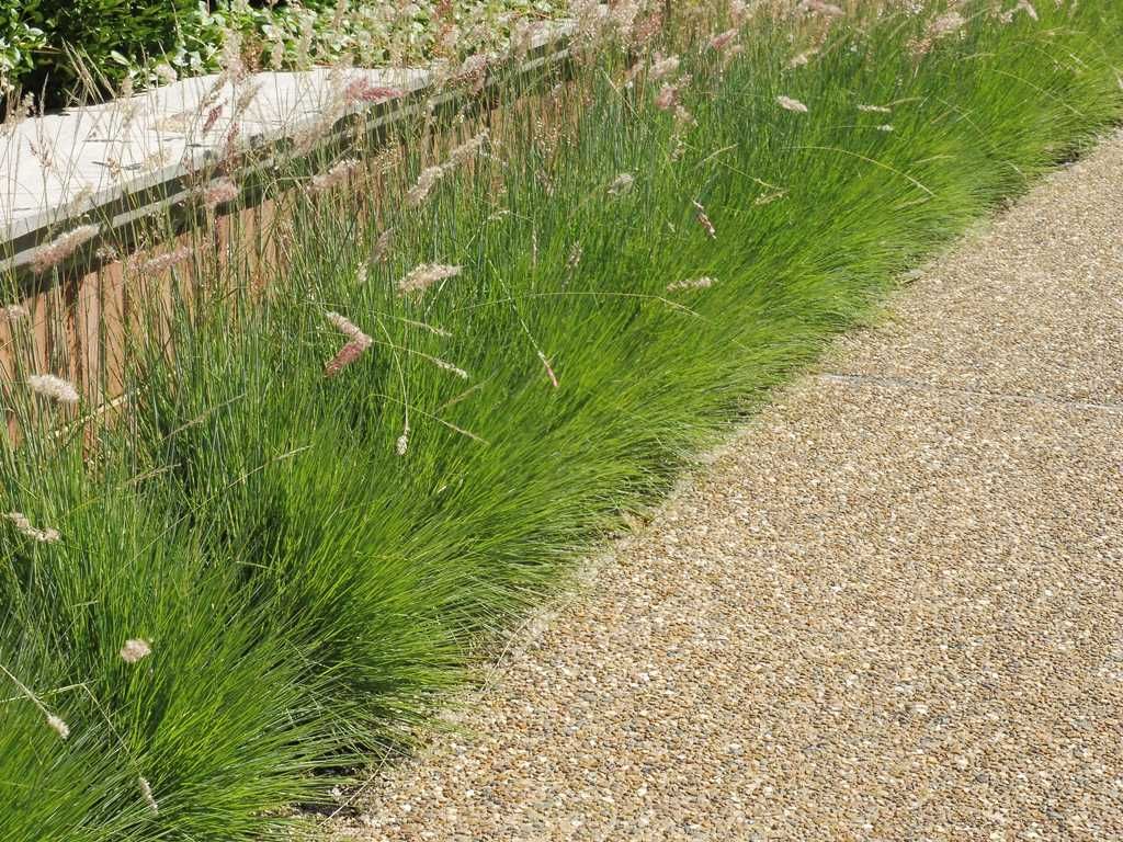 best grass for landscaping